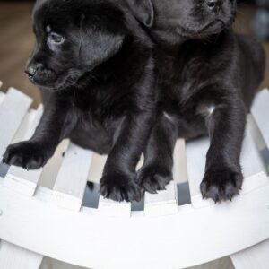 Lynsted Labs Puppies for Sale 78