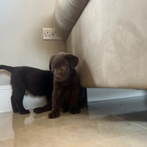 Chocolate Labrador Puppy 1
