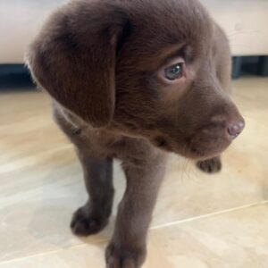 Chocolate Labrador Puppy 2