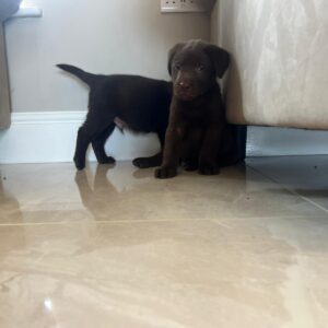 Chocolate Labrador Puppy 3