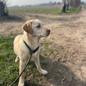 Lynsted Labs 6 Month Old Puppy for Sale 1