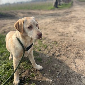 Lynsted Labs 6 Month Old Puppy for Sale 2