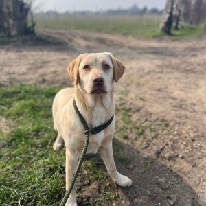 Lynsted Labs 6 Month Old Puppy for Sale 3
