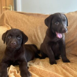 Chocolate Labrador Puppies Ready