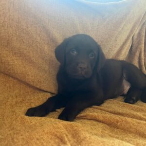 Chocolate Labrador Puppies Ready