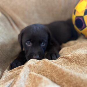 Chocolate Labrador Puppies Ready