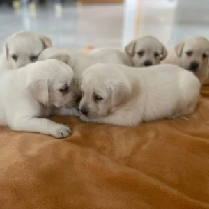 Lynsted Labs - New Pupies for sale August 2025