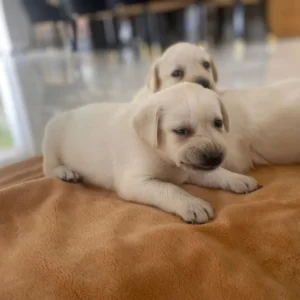 Lynsted Labs - New Pupies for sale August 2025