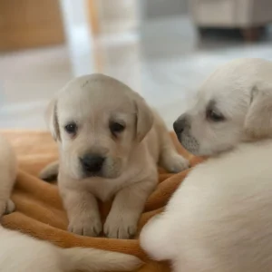 Lynsted Labs - New Pupies for sale August 2025