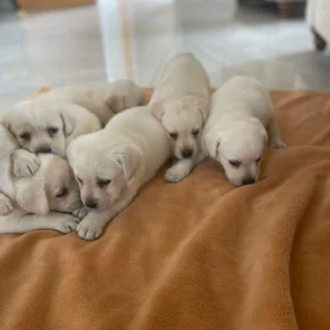 Lynsted Labs - New Pupies for sale August 2025