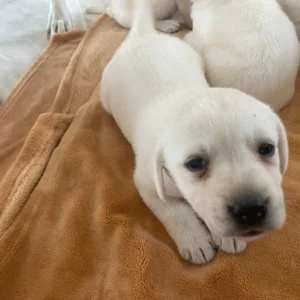 Lynsted Labs - New Pupies for sale August 2025