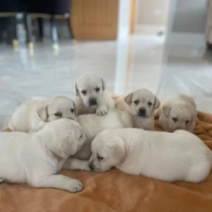 Lynsted Labs - New Pupies for sale August 2025