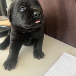 Labrador Puppies for Sale 3 PHOTO 2026 07 12 18 43 30 2