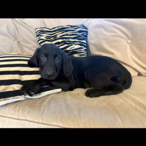Labrador Puppies for Sale 1 PHOTO 2026 07 12 18 48 42