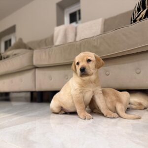 WhatsApp Image 2026 02 28 at 14.04.37 2