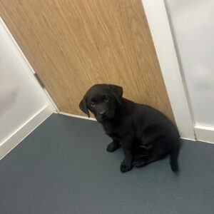 black lab for sales