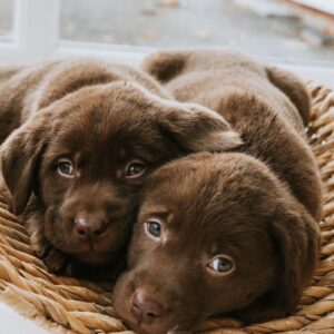Labrador Puppies for Sale 2 PHOTO 2026 07 12 18 43 30